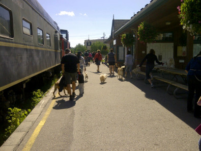 Large dog walk group