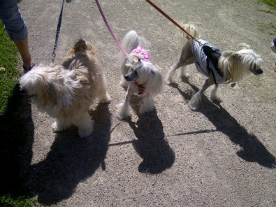 hairy hairless and chinese crested powder puff